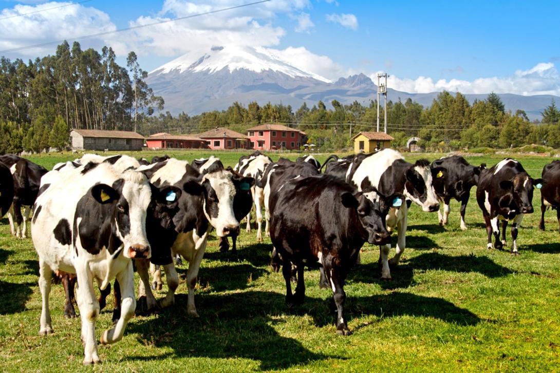 Hacienda Hato Verde Mulalo Bagian luar foto